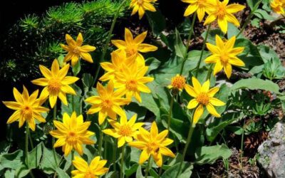 6 plantas medicinales que ayudan a cuidar tus venas