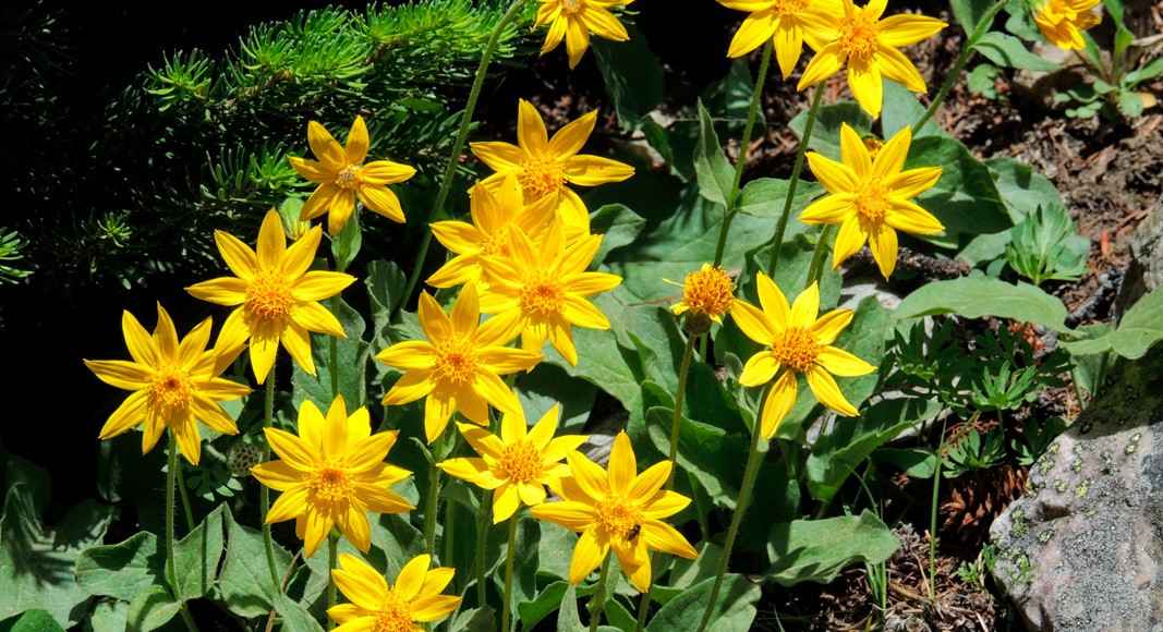 6 plantas medicinales que ayudan a cuidar tus venas